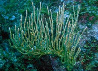 /album/galeria-de-fotos-fotos-/coral-jpg/